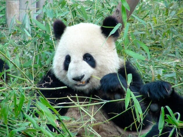 Panda centre de préservation de chengdu chine