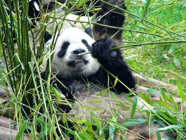 Panda centre de préservation de chengdu chine