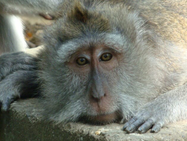 singe monkey forest ubud bali indonésie