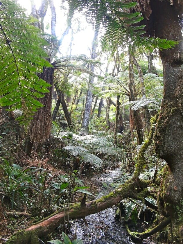 Fougères géantes parc d'amboro bolivie Fougères géantes parc d'amboro bolivie