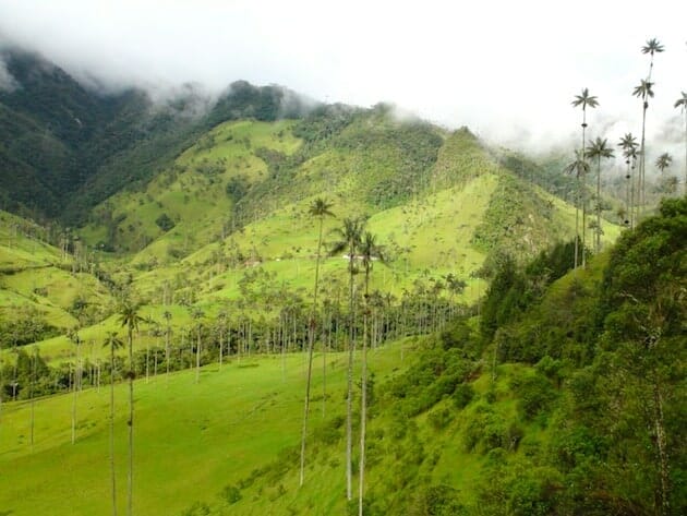 Des palmiers en pleine montagne : vallée de Cocora, Colombie vallée de cocora salento colombie