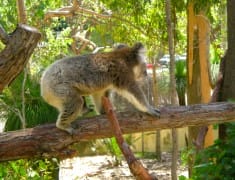 koala blog voyage vizeo australie
