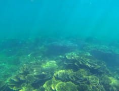 Coraux coral bay australie