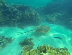 raie coral bay australie
