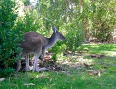 kangourou partir australie
