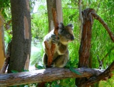 koala partir en australie