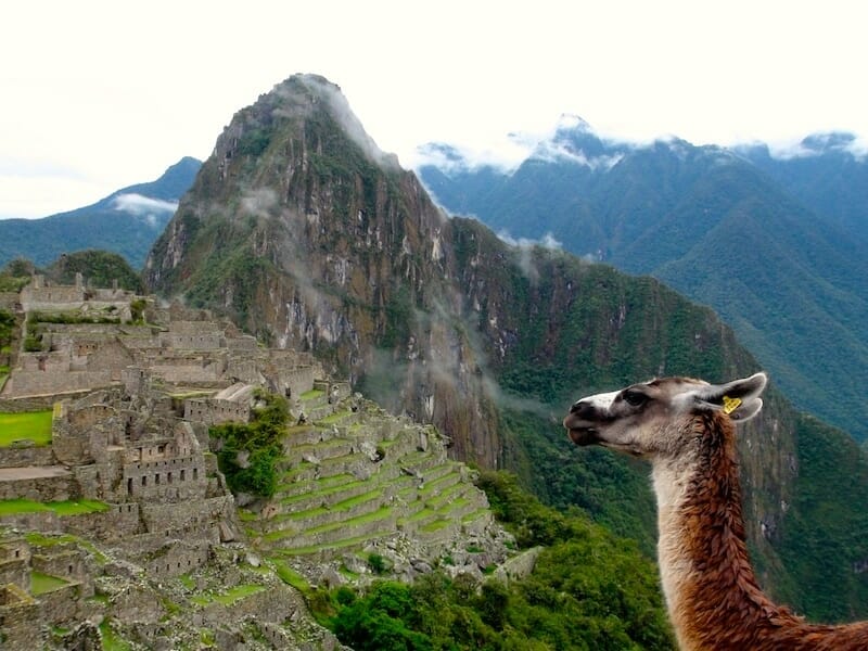 lama au machu picchu lama au machu picchu