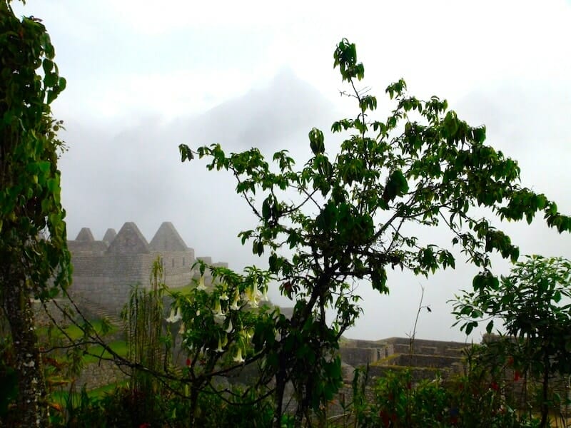 vegetation presente sur le machu picchu vegetation presente sur le machu picchu