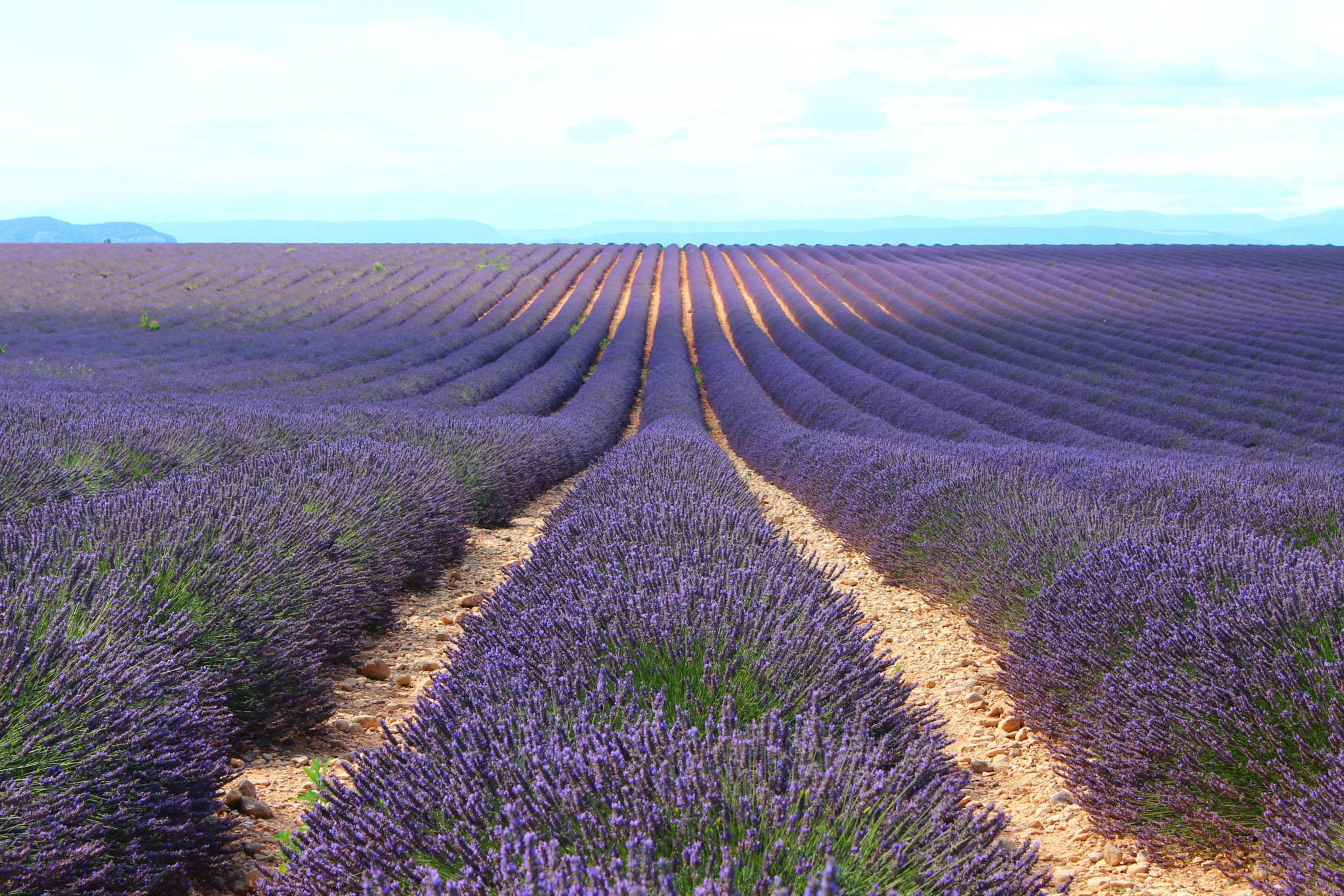 le plateau de Valensole le plateau de Valensole