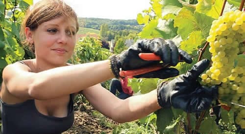 travail ferme australie travail ferme australie