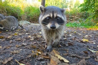 raton laveur stanley park vancouver