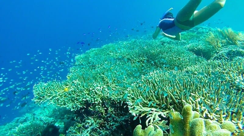 Bunaken top plongee indonesie