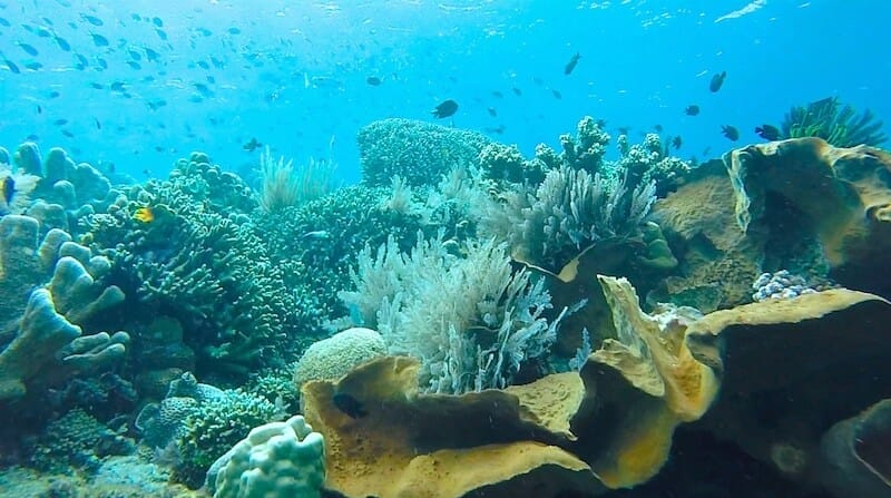 bunaken indonesie plongee sulawesi