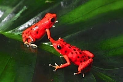 grenouille rouges