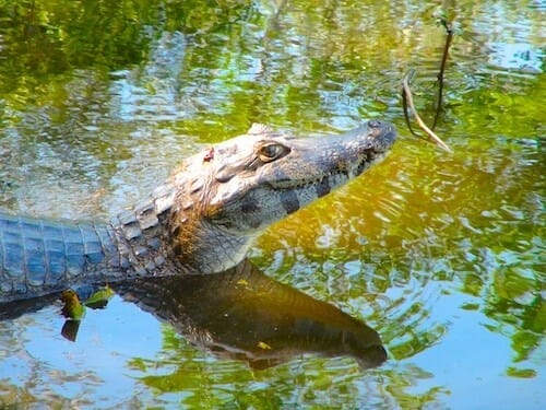 tourisme solidaire pantanal brésil