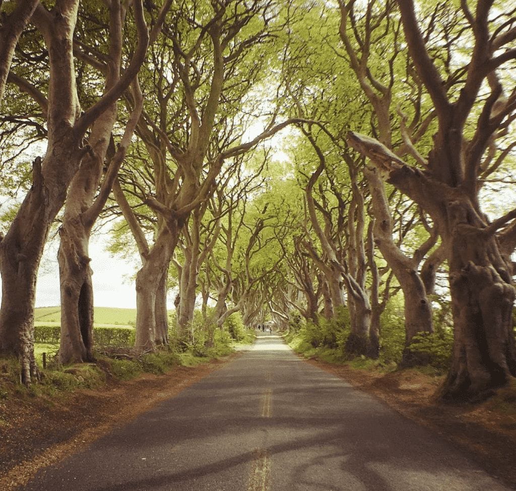 Havre_de_Paix route arbre irlande du nord
