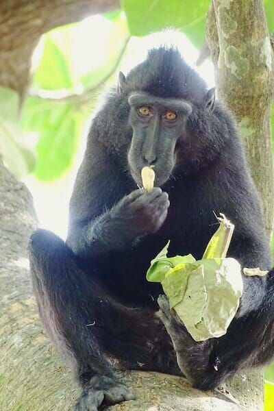 macaque-noir-parc-de-tangkoko