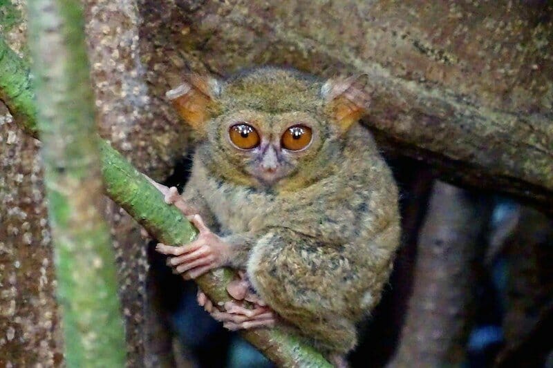 tarsier-parc-tangkoko