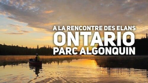 voir-elans-canoe-parc-algonquin-ontario