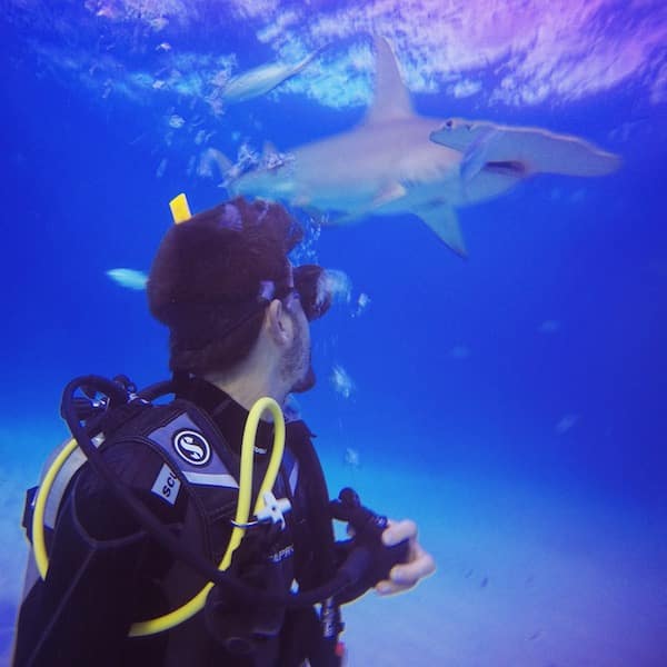 Plongee requin marteau Bimini Osland Plongee requin marteau Bimini Osland