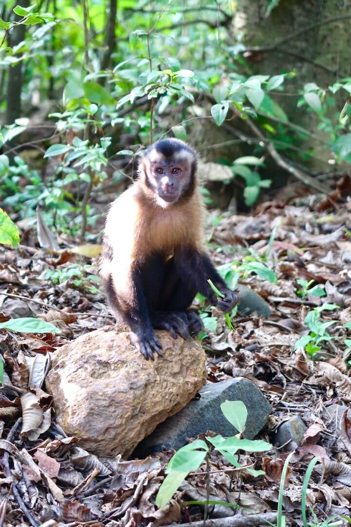 observer_singes_guyane_ile_du_salut observer singes guyane ile du salut que faire en guyane