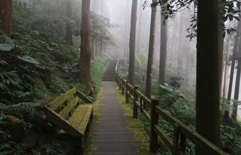 foret taiwan Fen Shi Hu foret taiwan Fen Shi Hu