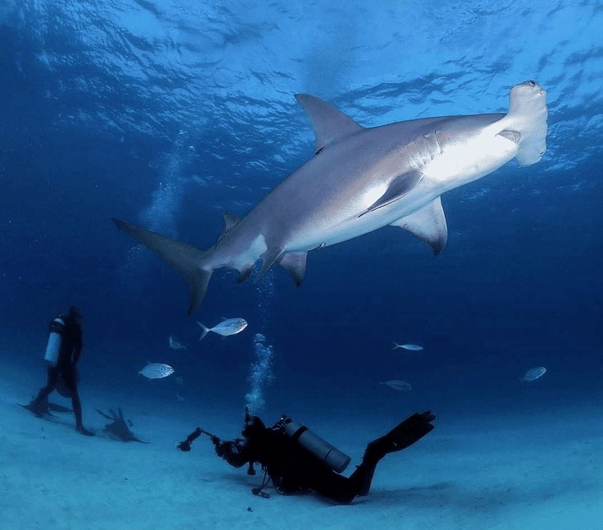 @_scuba_diving_2-min meilleurs comptes Instagram à suivre en 2018