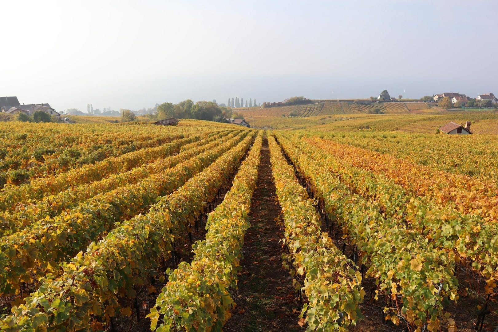 vignes_de_lutry_suisse voyage en suisse vignes de lutry