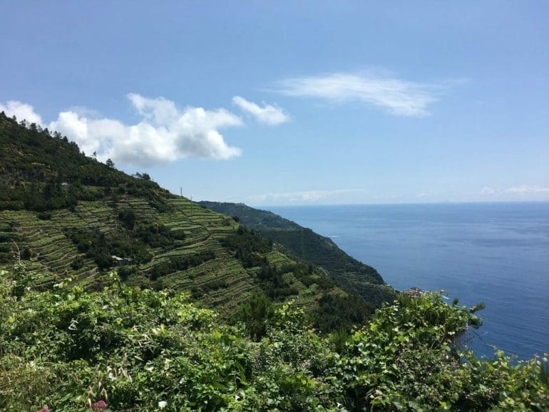cinqueterre_vigne_chemin chemins Cinque terre vigne