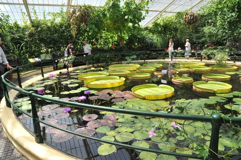 Visite_guidee_Kew_Gardens visite guidee kew gardens londres