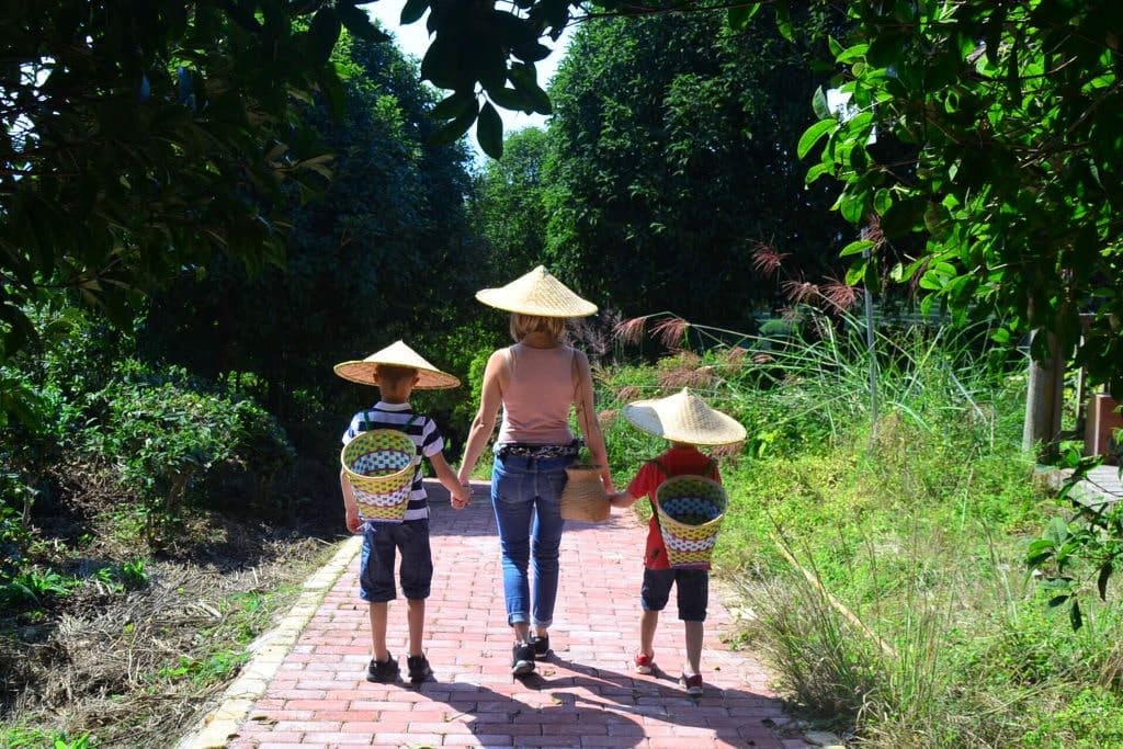 Les_champs_de_thé_en_famille champs de thé voyage en famille