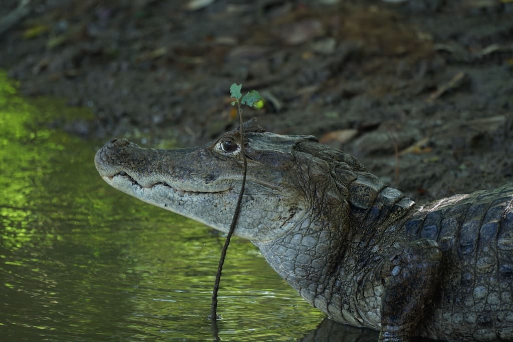 cano negro caimans que faire costa rica