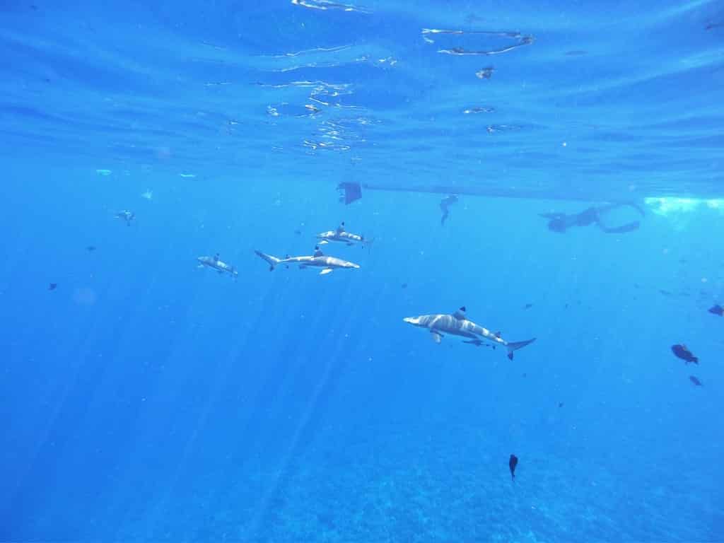 requins pointes noires bora bora