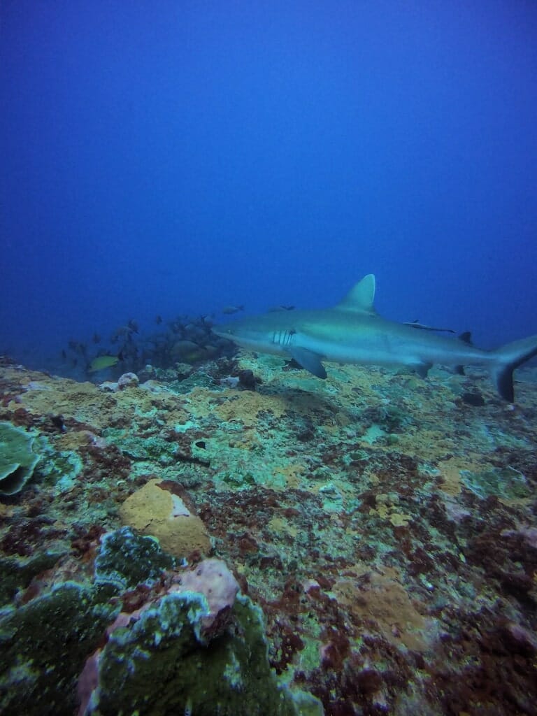 plongee huahine requins