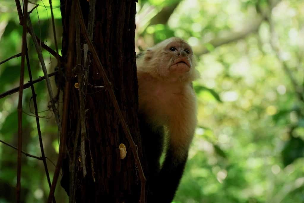 Refuge_Curu_pour_animaux refuge animaux curu que faire costa rica
