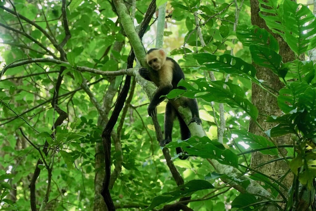 Refuge_pour_animaux_Curu refuge animaux curu