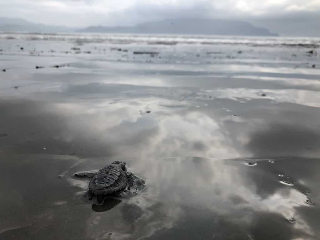 tortugas bahia tambor que faire costa rica