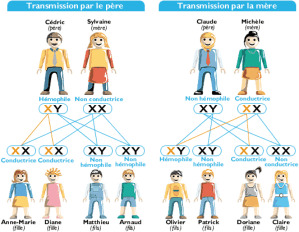 transmission_hémophilie transmission hemophilie voyager