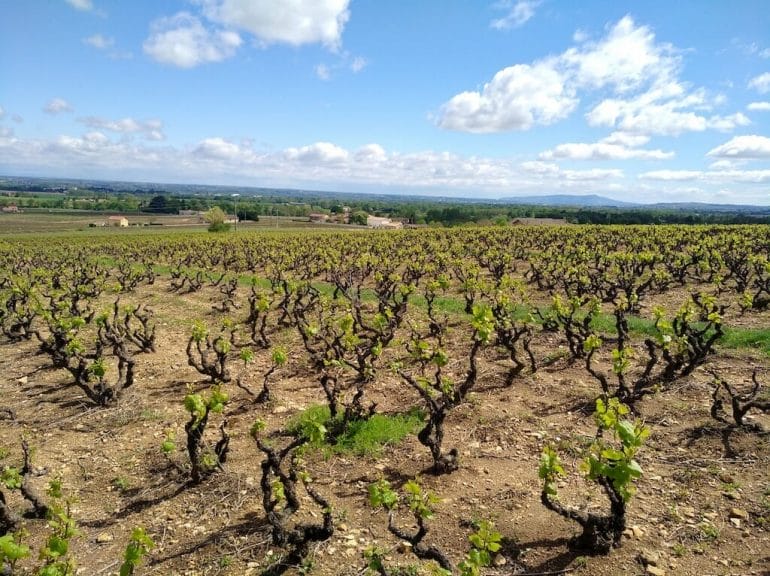 Beaujolais_Vignoble beaujolais vignoble