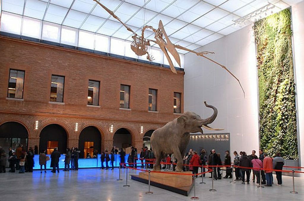 Musée_histoire_naturelle musee histoire naturelle visiter toulouse