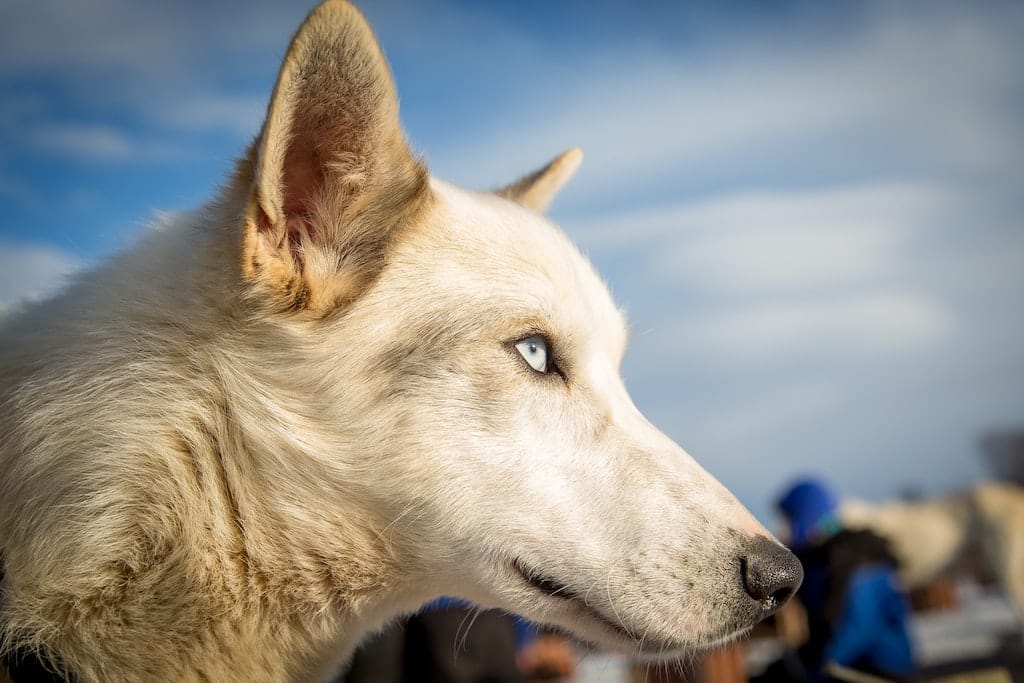 Balade_avec_les_huskys balade avec huskys