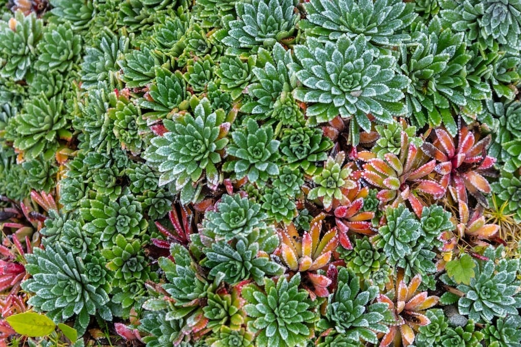 jardin botanique visiter tromso