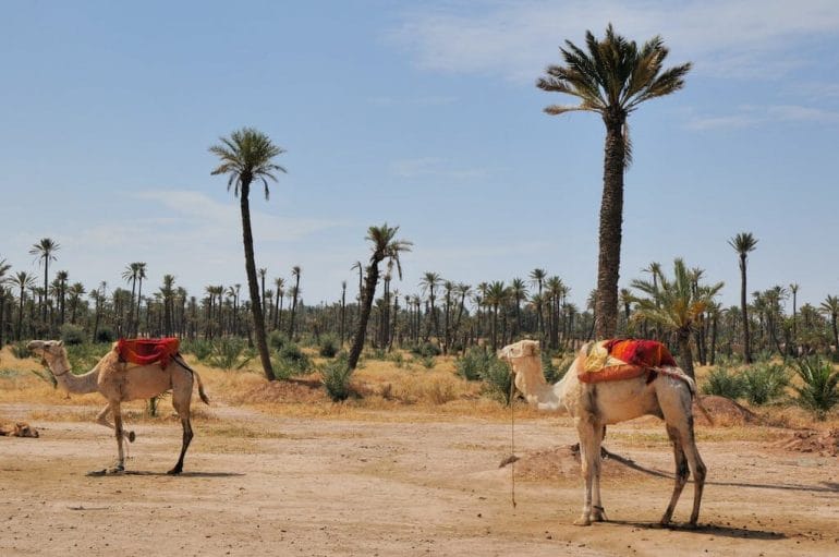 palmaraie marrakech