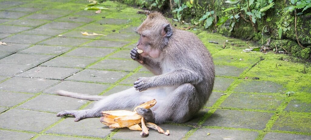 visiter_ubud_Monkey_forest visiter ubud monkey forest