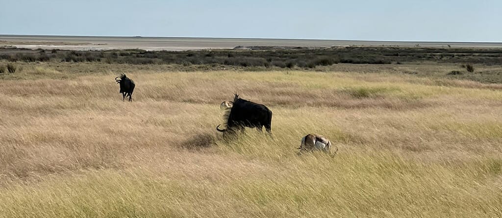 jour 14 retour windhoek
