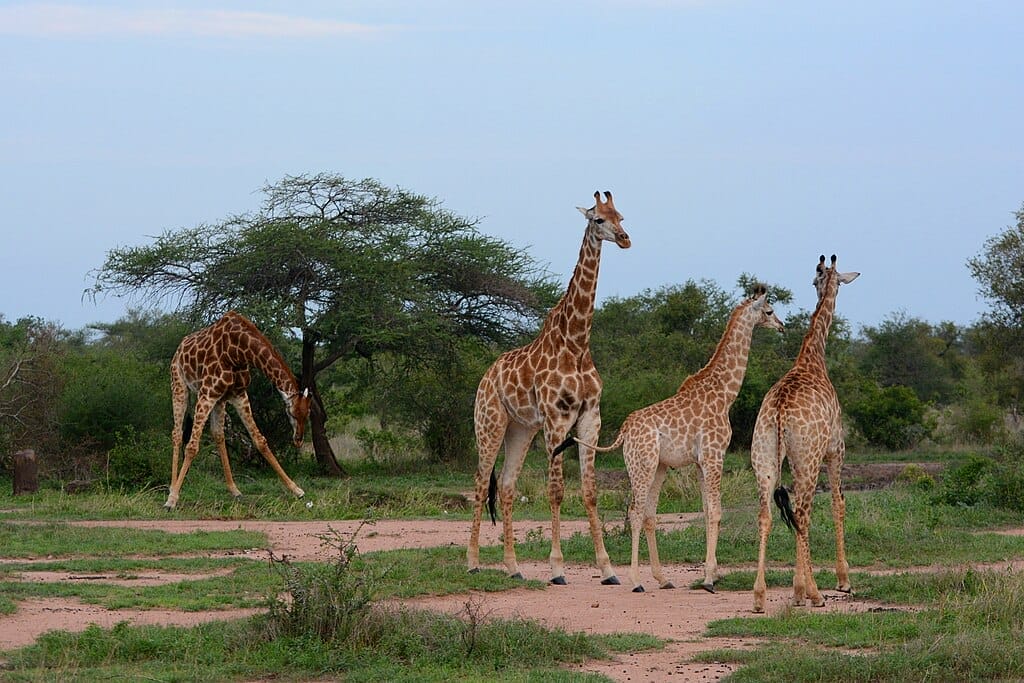 Giraffe parc national Kruger afrique du sud