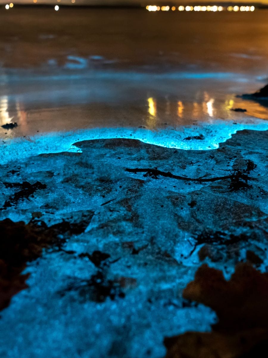 Expérimenter la bioluminescence