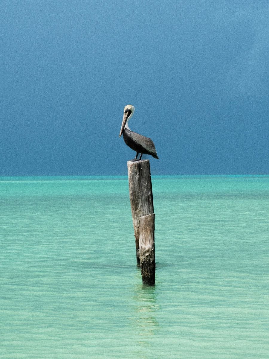 Observer les oiseaux à Isla Contoy